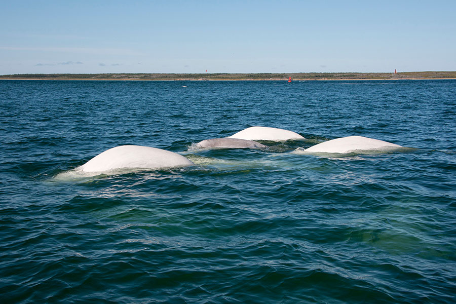 Spot beluga whales in the beautiful Hudson Bay | Travel Nation