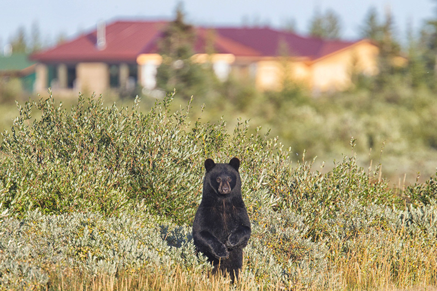 Spot brown bears in northern Canada | Photo credit: Robert Postma, Churchill Wild