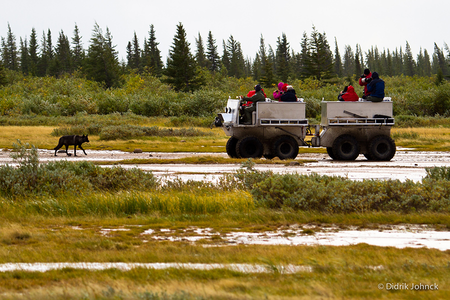 Go wolf tracking in northern Manitoba | Photo credit: Robert Postma, Churchill Wild