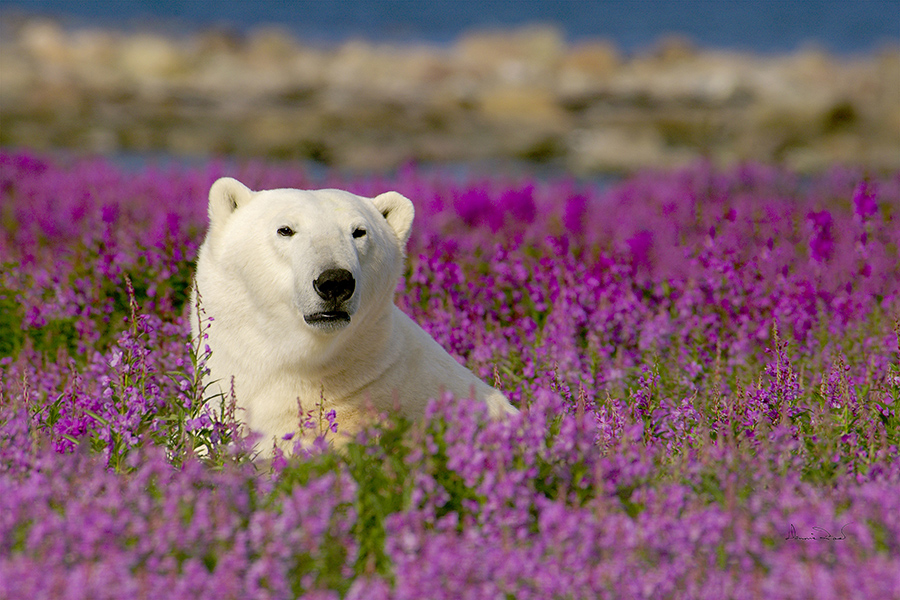 Look for polar bears in Arctic Canada | Photo credit: Dennis Fast, Churchill Wild