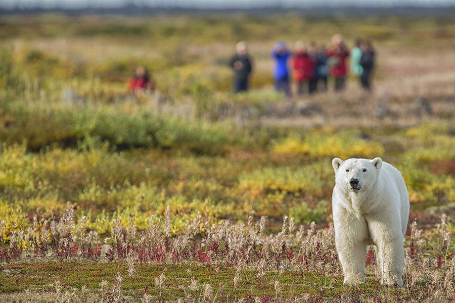 Enjoy polar bear excursions from Churchill Wild | Photo credit: Robert Postma