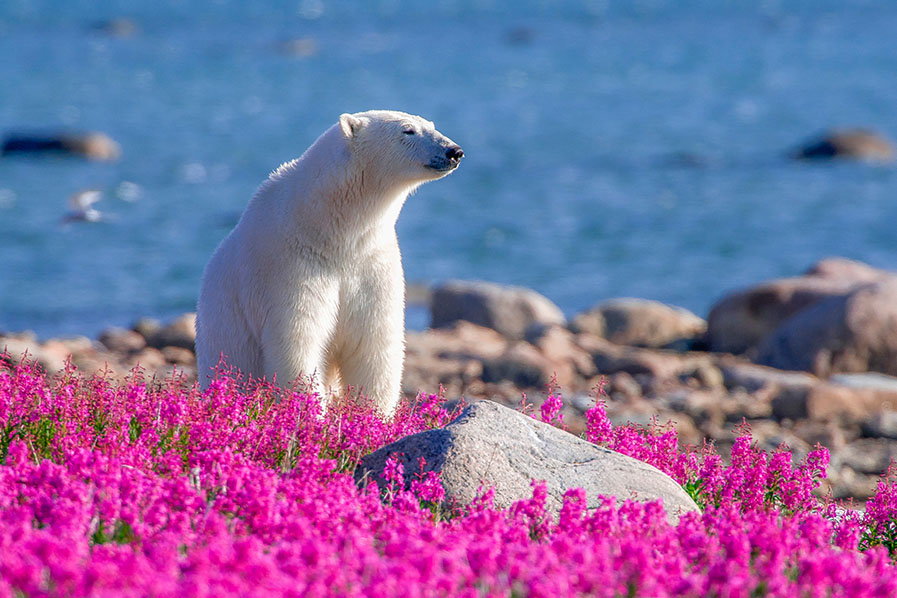 Look for polar bears in arctic Canada | Photo credit: Dennis Fast, Churchill Wild