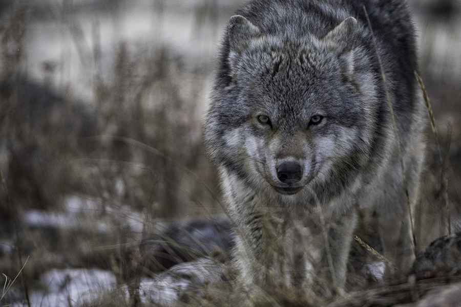 Look for wolves in the tundra | Photo credit: Robert Postma, Churchill Wild