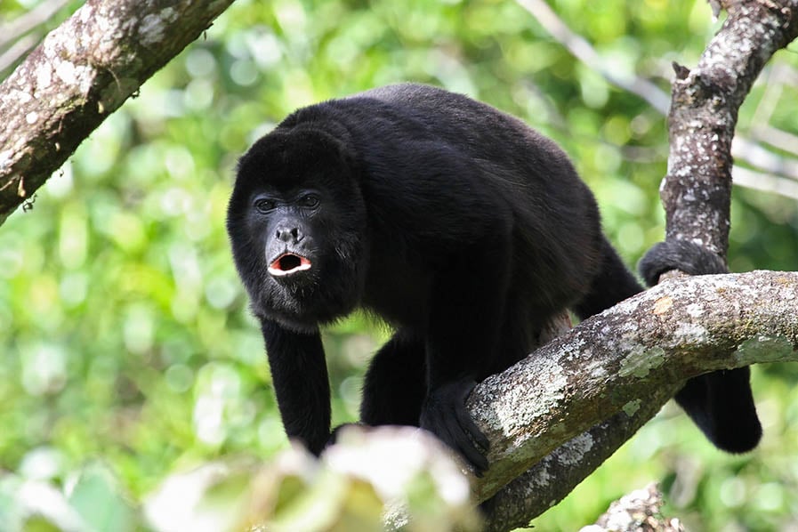 Look for black howler monkeys in the treetops | Travel Nation