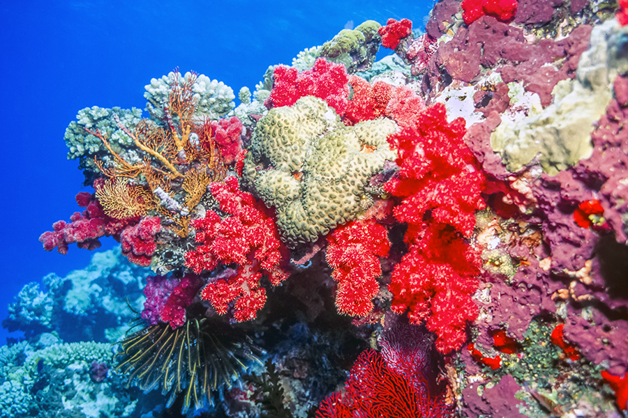 Snorkel or dive on Taveuni's spectacular reefs | Travel Nation