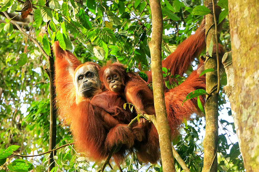 Look for orangutans in the wilds of Sumatra | Travel Nation