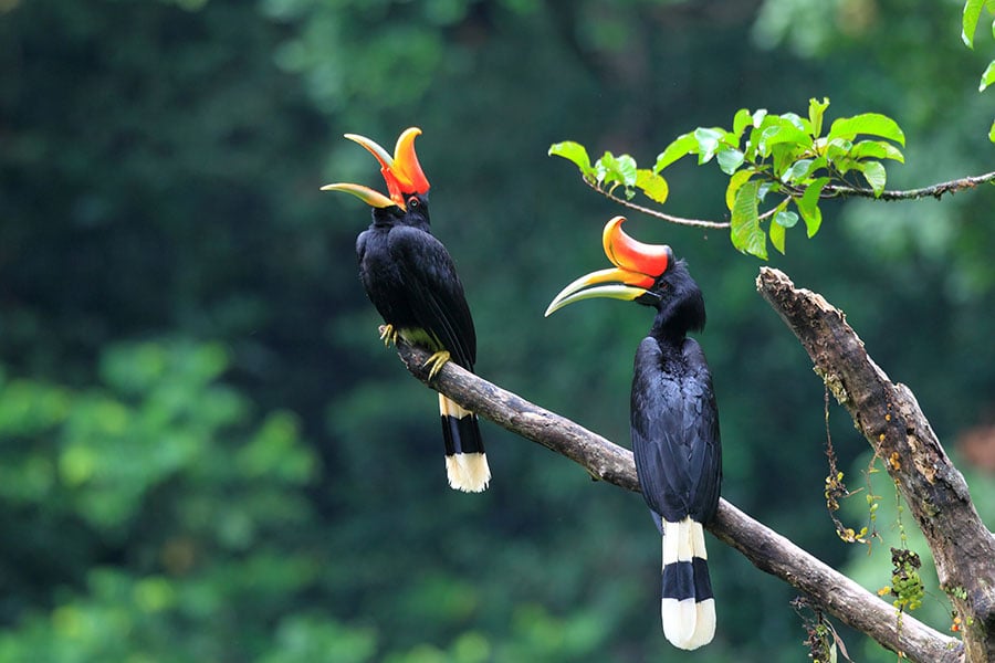 Look for rare birds in the treetops of Sumatra | Travel Nation