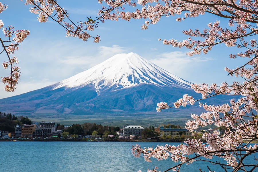 Admire the pink cherry blossoms at Mount Fuji | Travel Nation