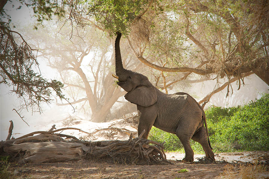 Spot a desert elephant on a Safari in Damaraland | Travel Nation
