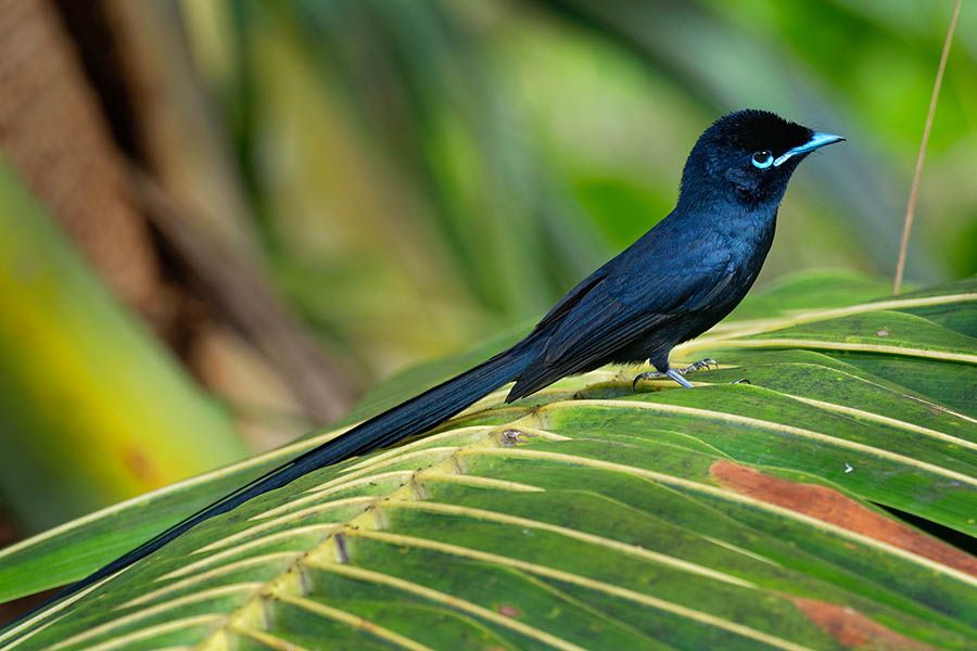 Spot beautiful birds in the Seychelles | Travel Nation