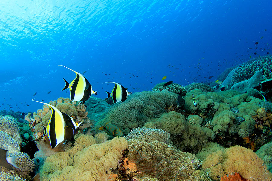 Discover the marine life of the Seychelles | Travel Nation