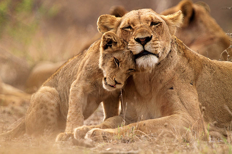 Spot lions on a game drive in Kruger National Park South Africa | Travel Nation 