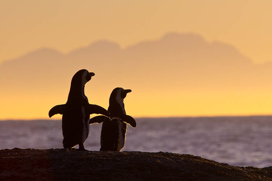 Spot penguins on the beaches of the Cape | Travel Nation