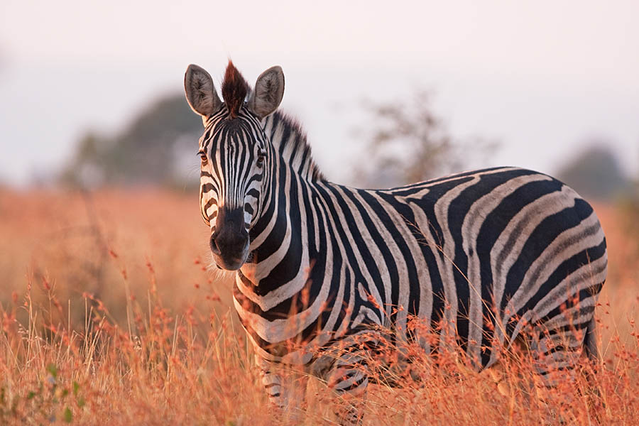 Look for zebras in Kruger National Park | Travel Nation 