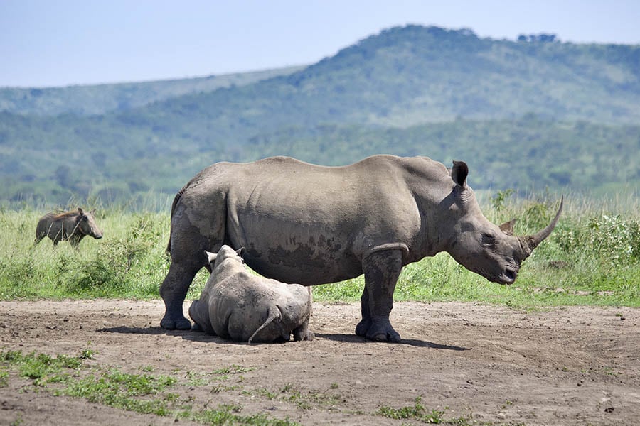 Look for rhinos in Phinda Game Reserve | Travel Nation