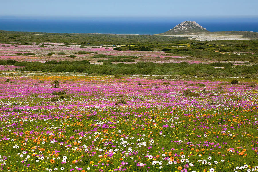 Admire the wildflower meadows in South Africa | Travel Nation