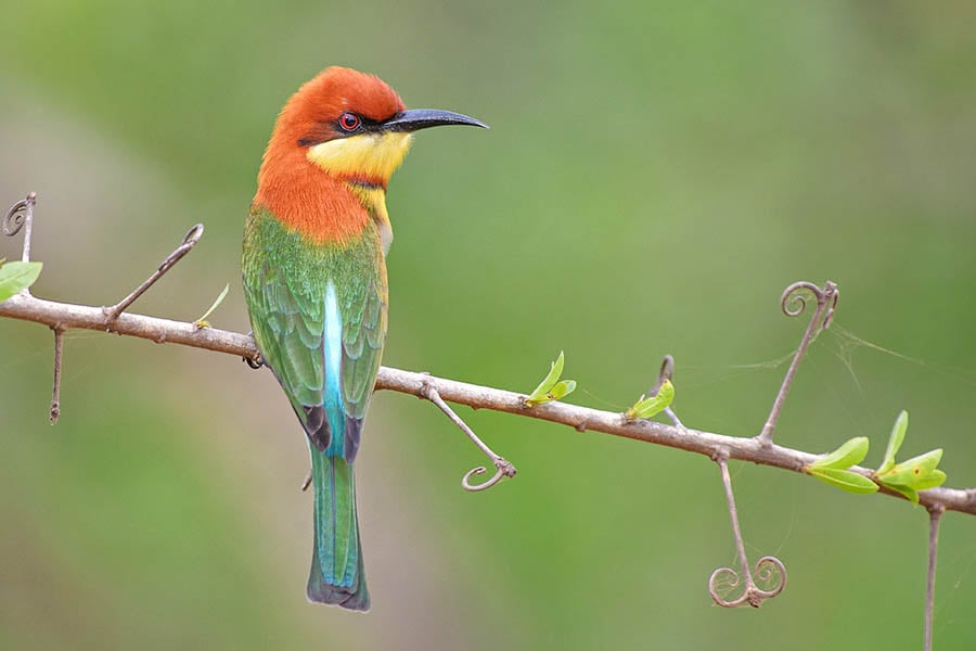 Watch chestnut bee-eaters flit through the air in Yala | Travel Nation