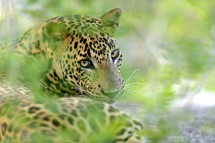 Spot leopards in Wilpattu National Park | Travel Nation