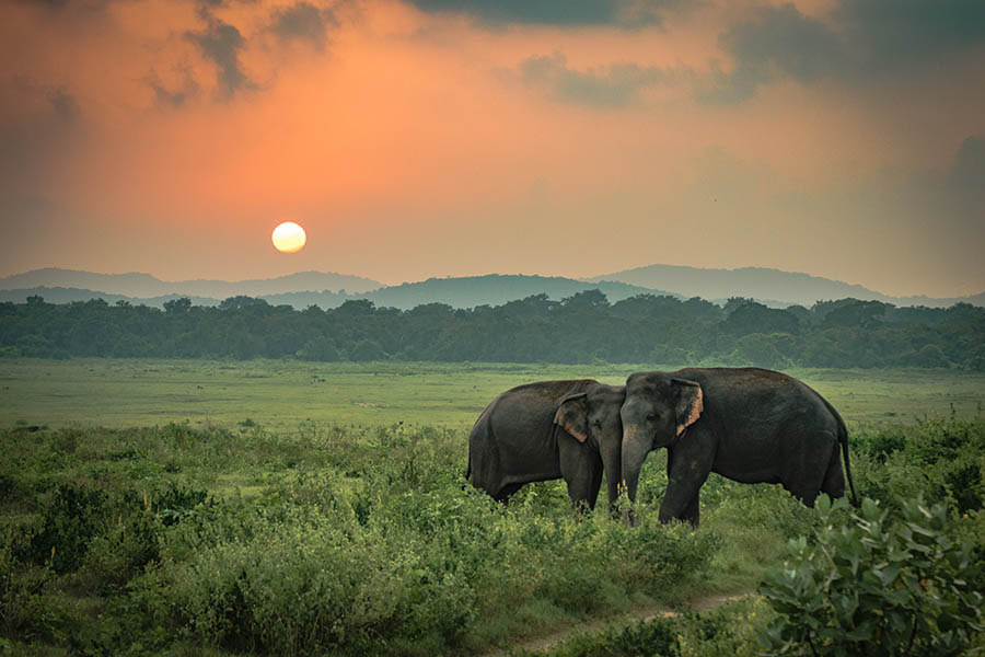 Look for elephants in misty Minneriya National Park | Travel Nation