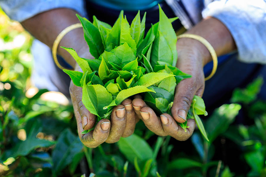 Picking tea leaves in Sri Lanka | Travel Nation