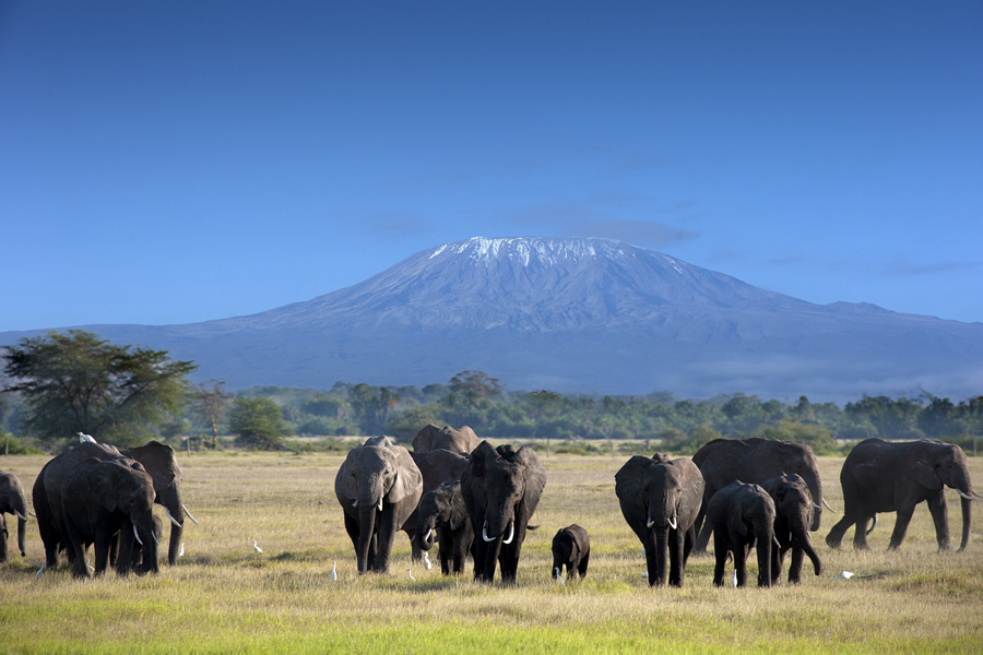 Elephants in front of Mount Kilimanjaro, Tanzania Elephants in front of Mount Kilimanjaro, Tanzania