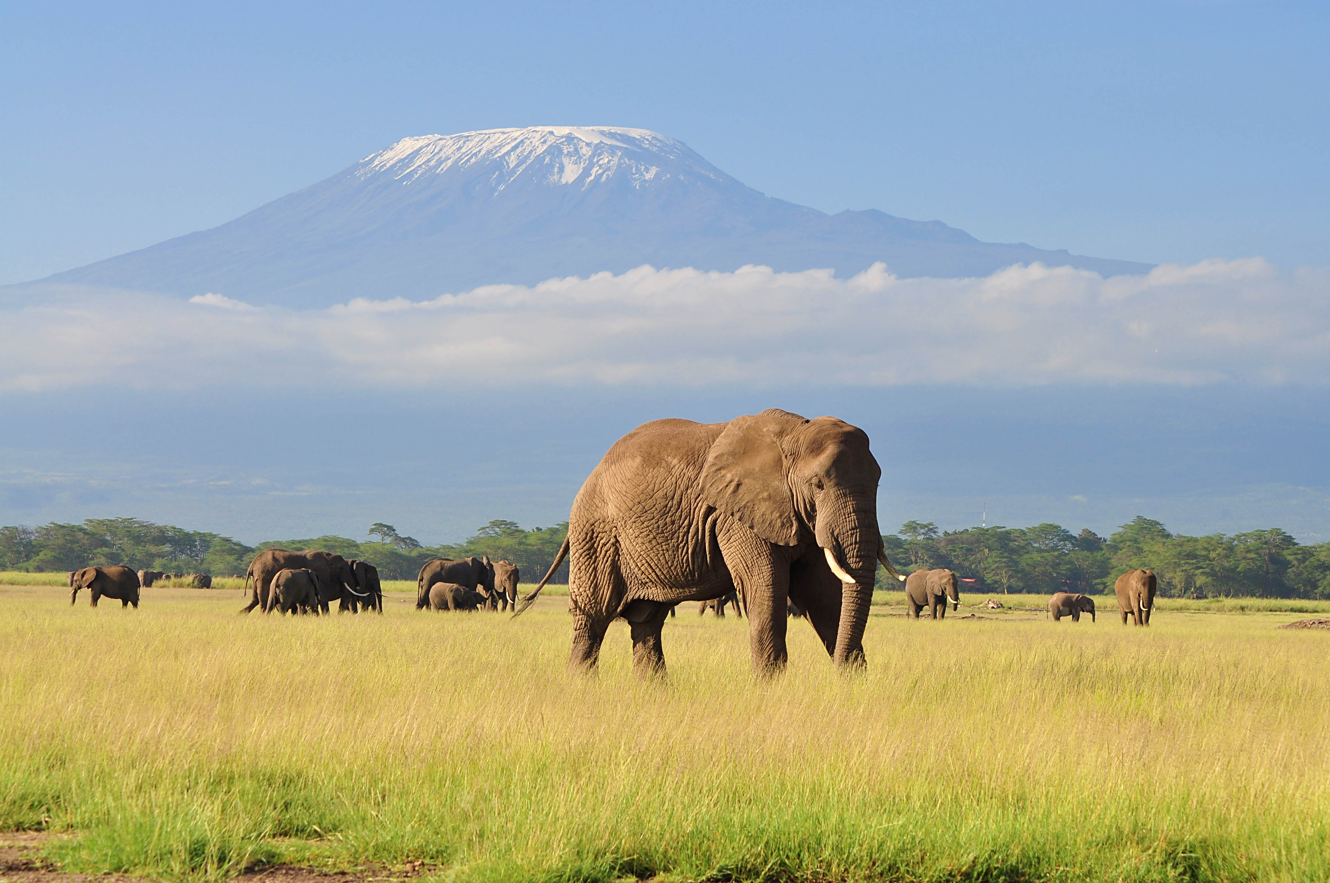 Elephants near Mt. Kilimanjaro, Tanzania