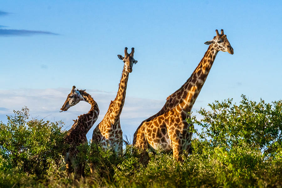 Watch giraffes munching the acacia trees | Travel Nation