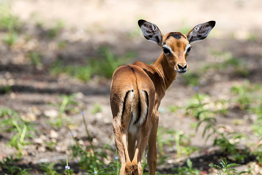 Watch herds of impala grazing | Travel Nation