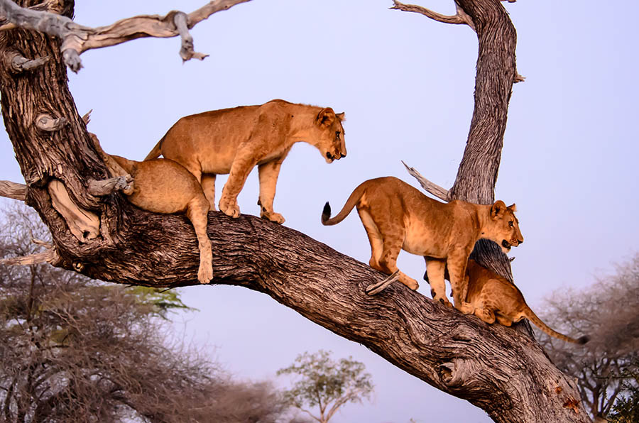 Look for lions in the trees of the Selous | Travel Nation