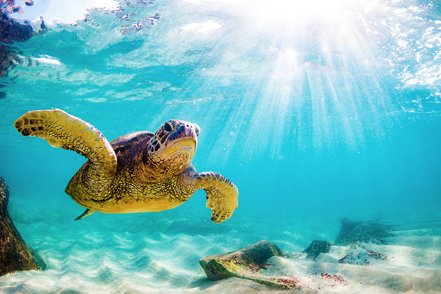 Go snorkeling in Hawaii and spot a green sea turtle | Travel Nation