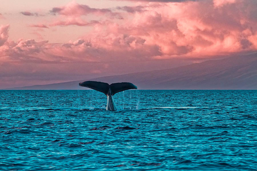 Look for whales off Maui | Travel Nation