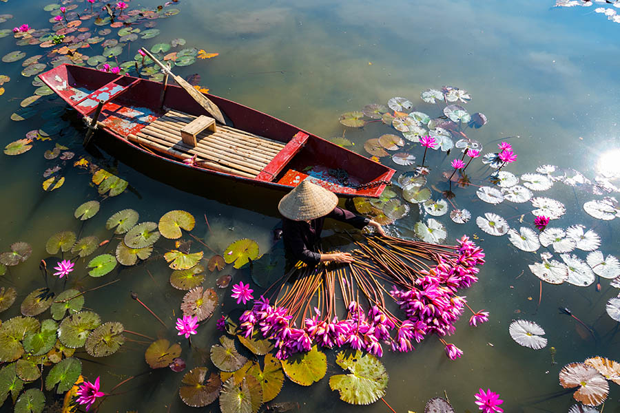Watch water-lilies being harvested in Ninh Binh | Travel Nation