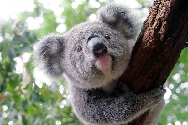 Cuddle a koala at Brisbane's Lone Pine Koala Sanctuary