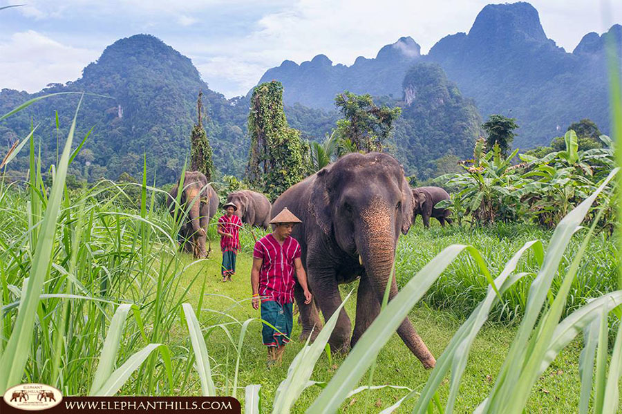 Elephant Hills is a perfect add on to your southern Thailand adventure | credit: Elephant Hills