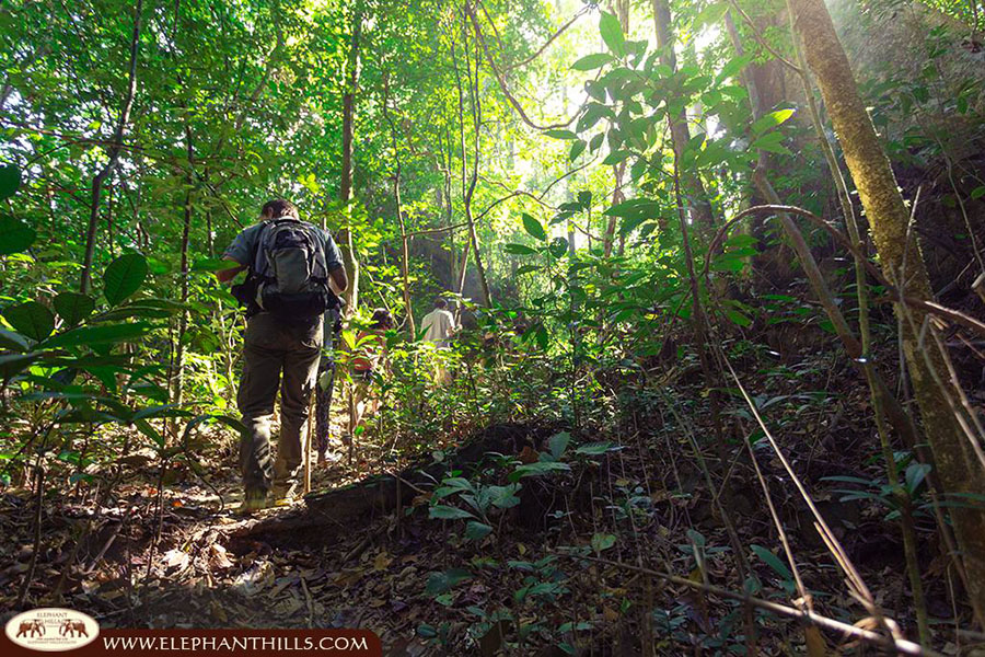 Explore one of the world’s oldest rainforests by foot