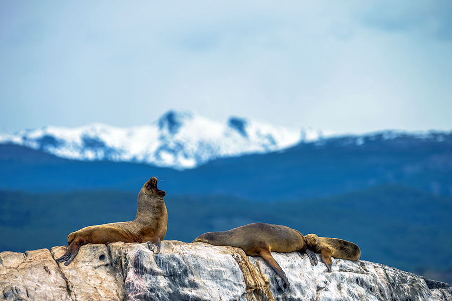 Enjoy a catamaran cruise on the scenic Beagle Channel before embarking 