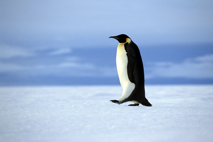 On the look out for Emperor penguins