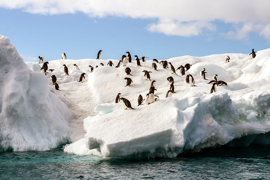 Step ashore to the cries of thousands of gentoo penguins