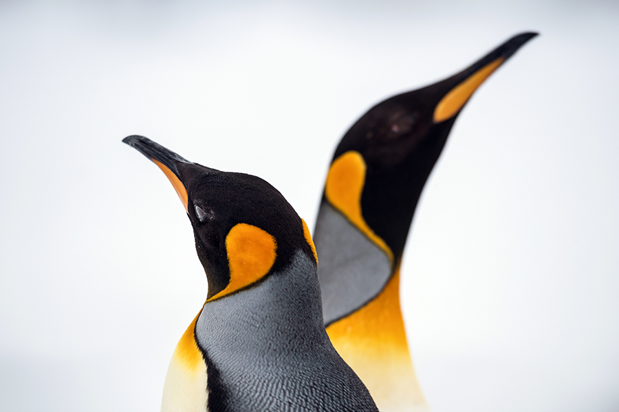 King penguins, Antarctica | Arctic and Antarctic Travel Guide