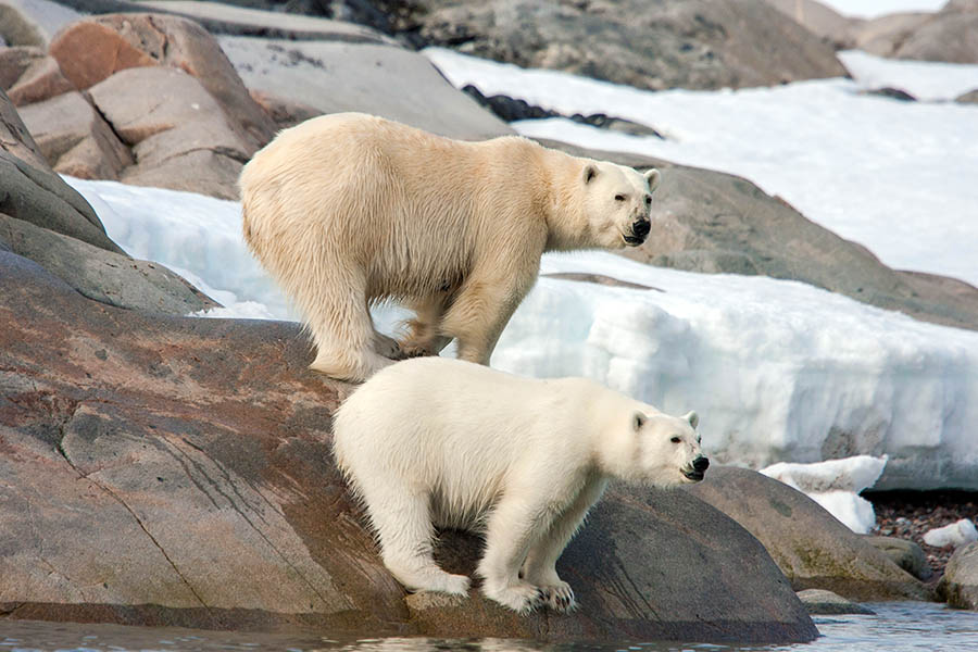 Polar bears have an endearing sense of curiosity | photo credit: Giles Breton 