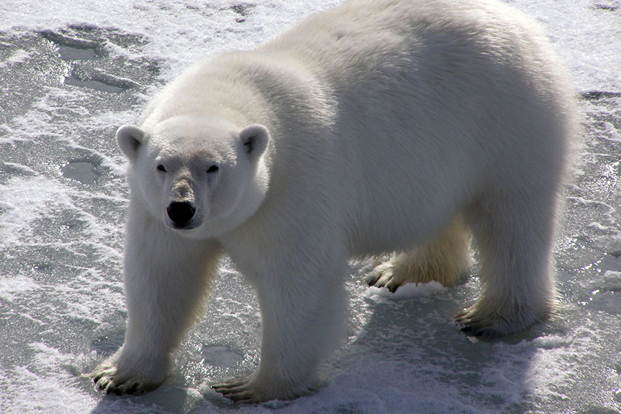 The Arctic's beautiful predators