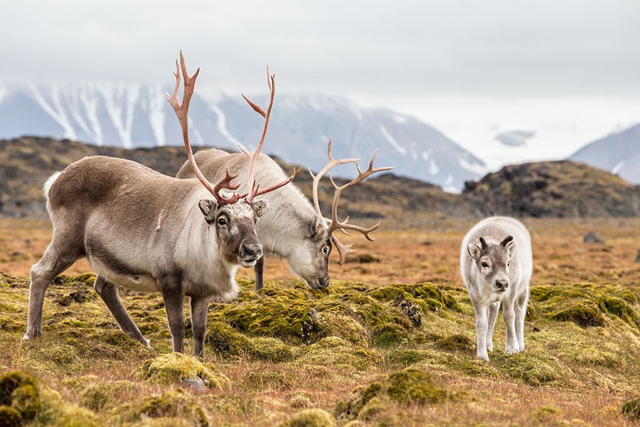 Spot reindeer on the Svalbard archipelago