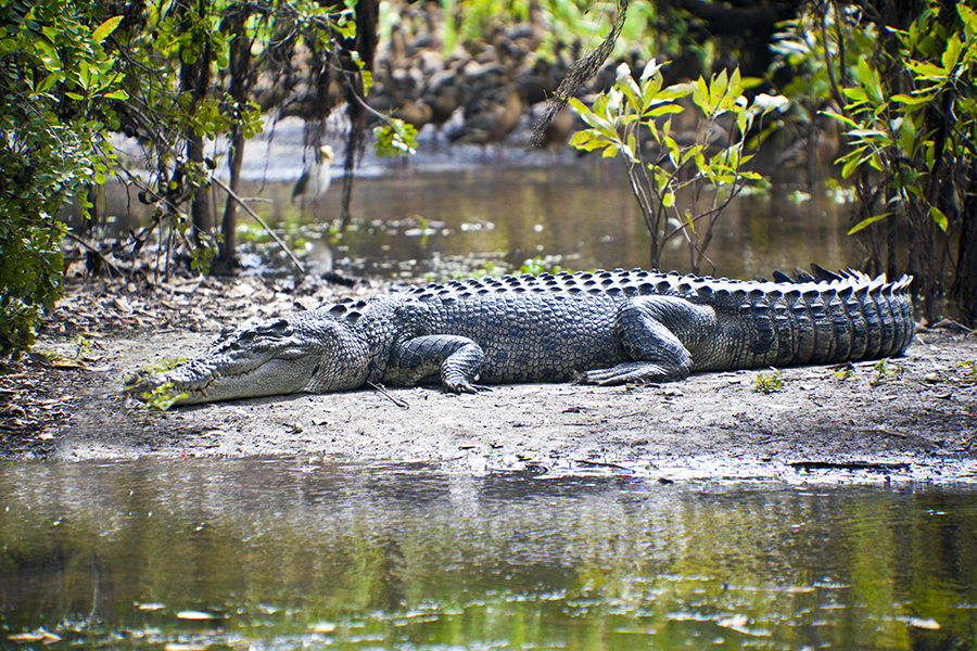 Saltwater crocodile, Kakadu National Park, Northern Territory, Australia