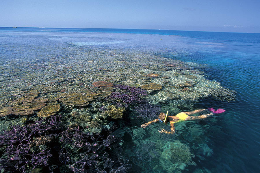 Enjoy snorkeling on the Great Barrier Reef 