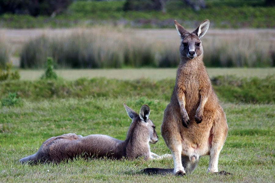 Nearby you’ll find Narawntapu National Park (the Serengeti of Tasmania) 