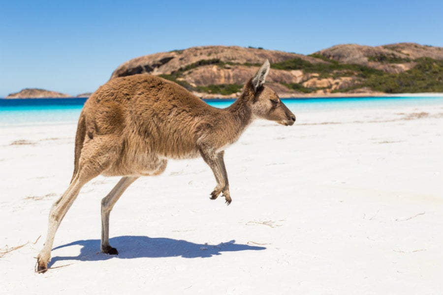 Kangaroo on the beach at Esperance