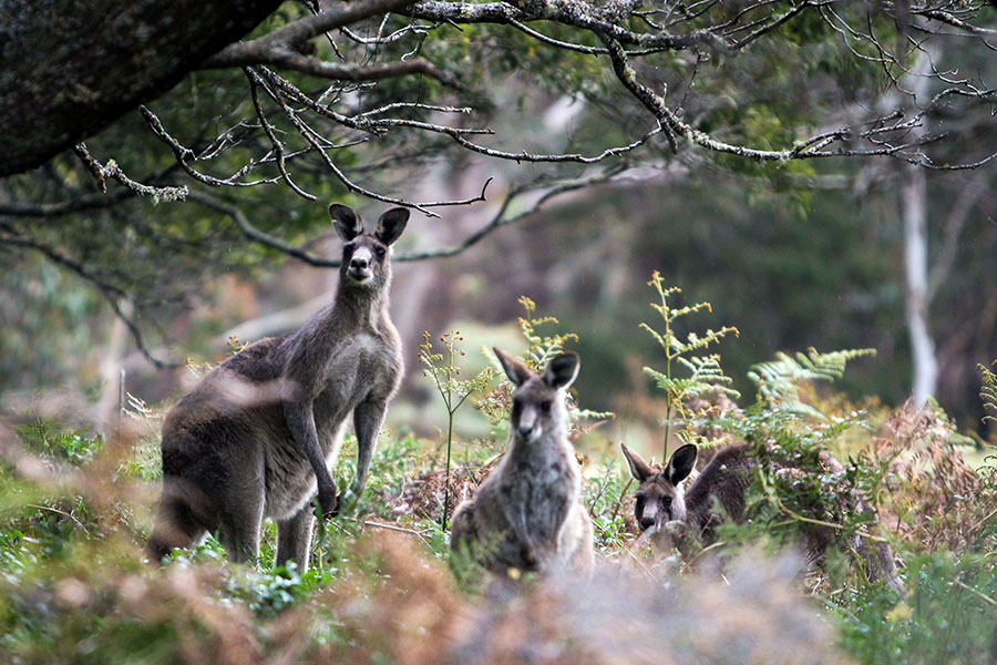 Discover the native wildlife roaming free | photo credit: Destination NSW