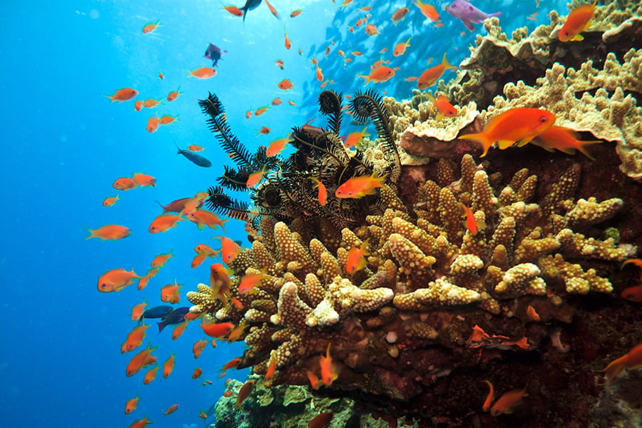 The Great Barrier Reef, Queensland, Australia