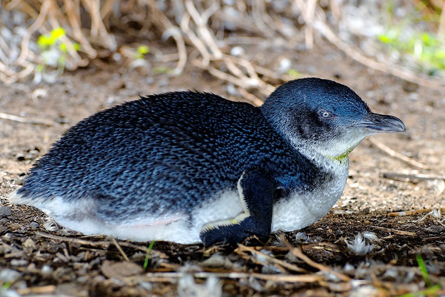 Blue penguin, Phillip Island, Victoria, Australia