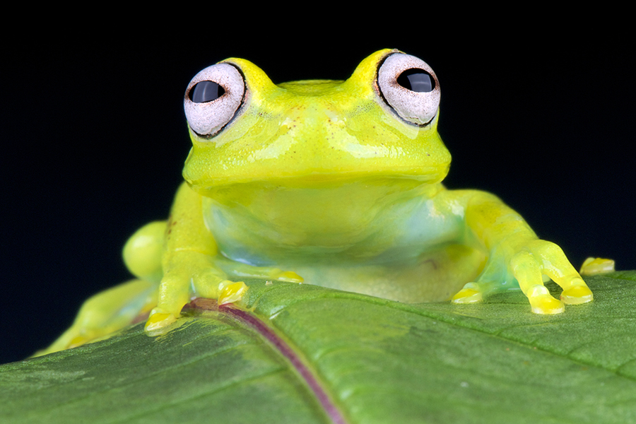 Glass frog, Amazon, Bolivia